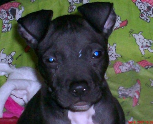 MI YAKO DE  DOS MESES